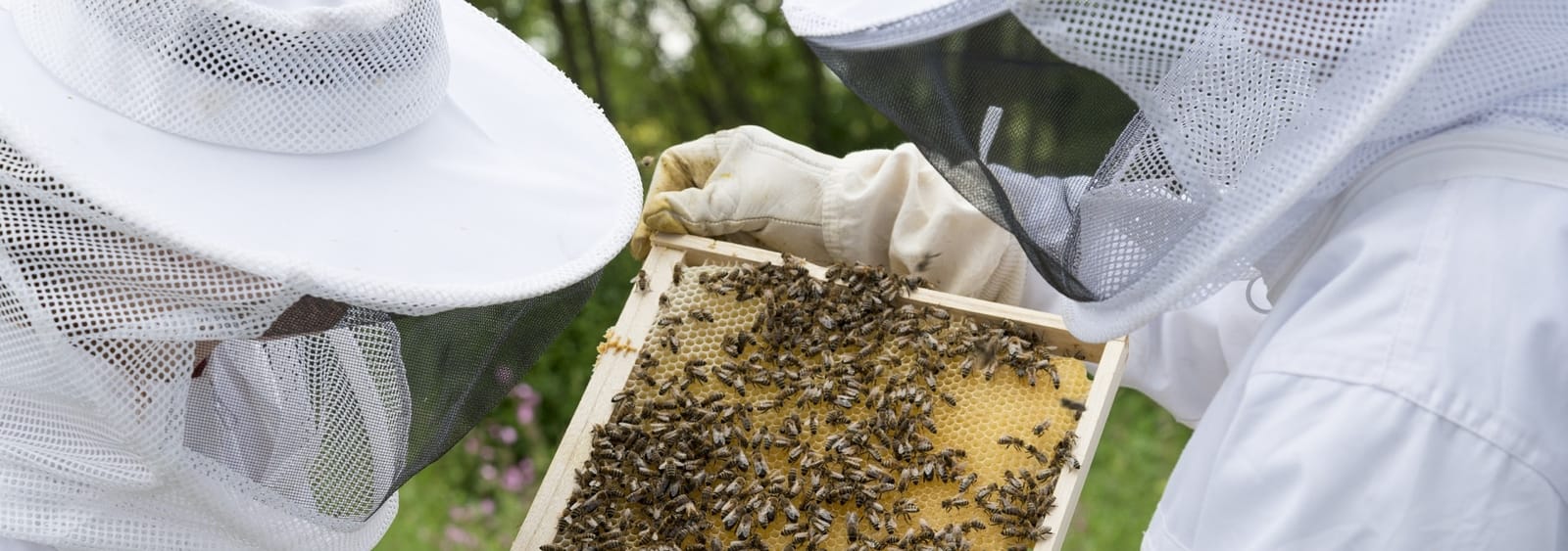 Imker beider Durchsicht eines Bienenvolkes